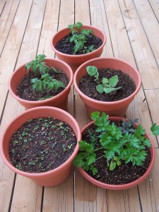 Container gardening is a great way to grow veggies in small spaces